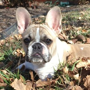 Meet your Posher, Robin